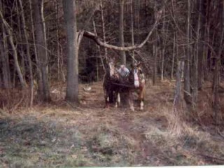 {short description of image}